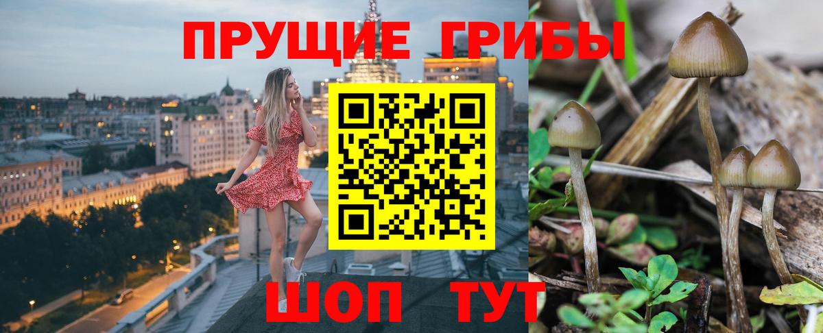 Гудермес  цена   Вход с VPN  Псилоцибиновые грибы Magic Shrooms 